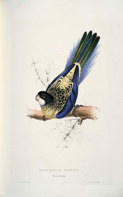 Platycercus venustus de Edward Lear